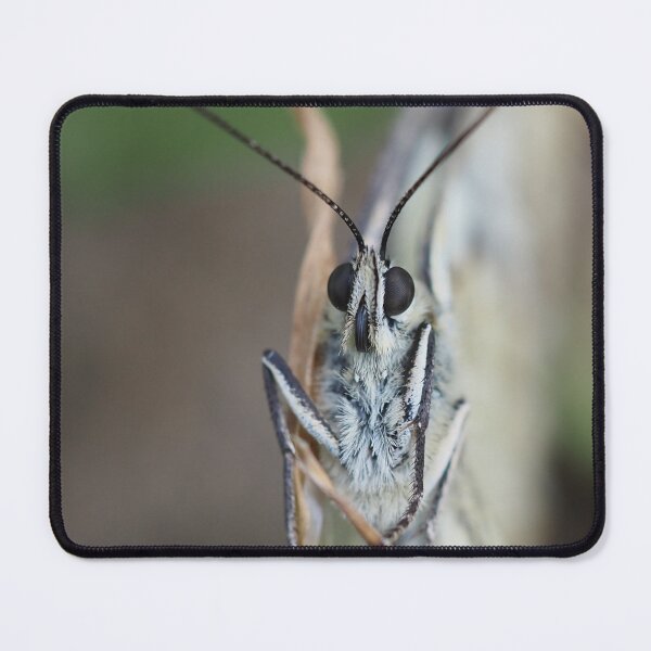 Item preview, Close-up front view of a butterfly designed and sold by Syr'photographies.