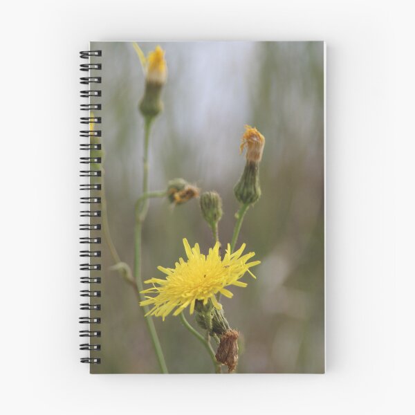 Item preview, Common Sowthistle designed and sold by Calidris Fotografie Steffi & Ben Köppler.