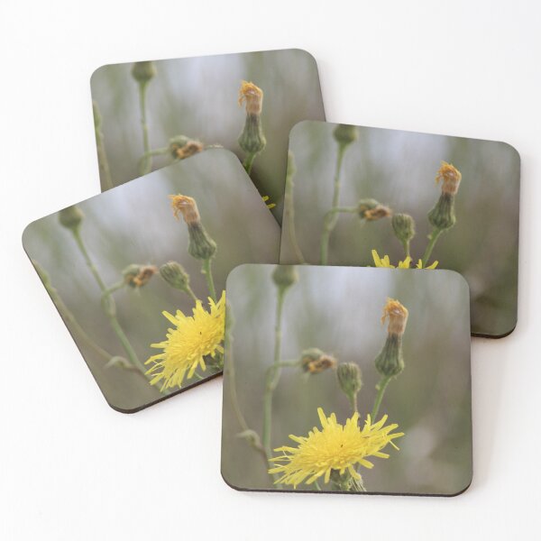 Item preview, Common Sowthistle designed and sold by Calidris Fotografie Steffi & Ben Köppler.