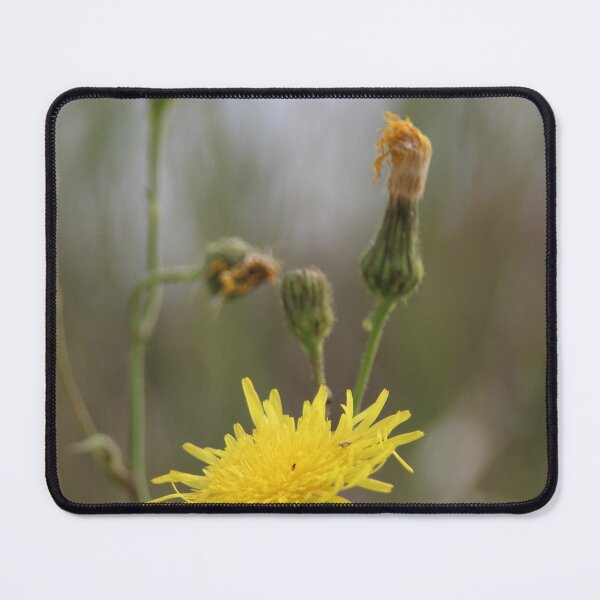 Item preview, Common Sowthistle designed and sold by Calidris Fotografie Steffi & Ben Köppler.