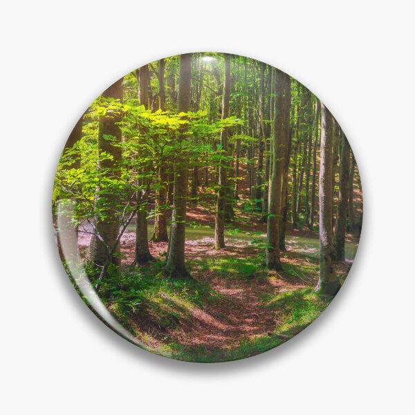 Item preview, Casentino forest. Trees in misty beechwood. Tuscany, Italy. designed and sold by Stefano Orazzini.