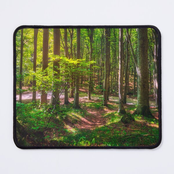 Item preview, Casentino forest. Trees in misty beechwood. Tuscany, Italy. designed and sold by Stefano Orazzini.