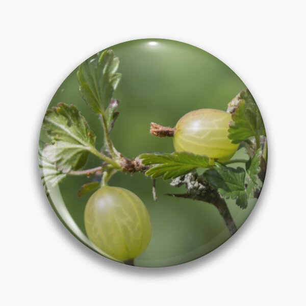 Item preview, Gooseberries designed and sold by Calidris Fotografie Steffi & Ben Köppler.