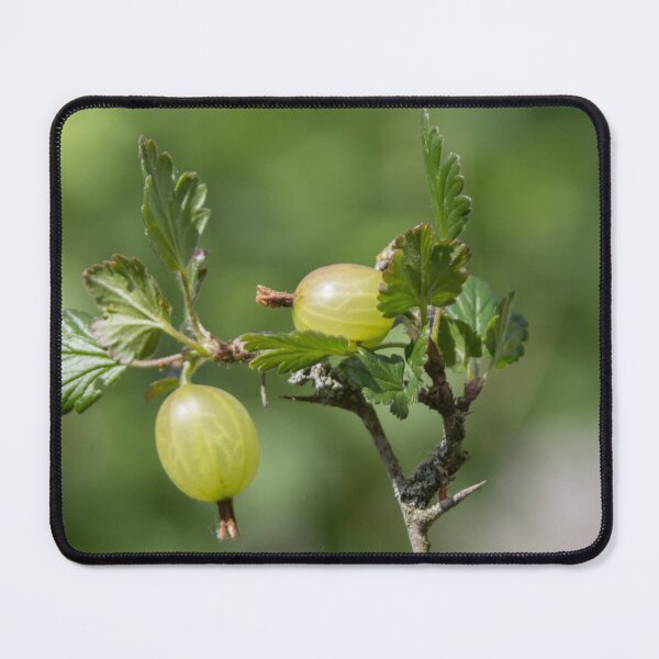 Item preview, Gooseberries designed and sold by Calidris Fotografie Steffi & Ben Köppler.
