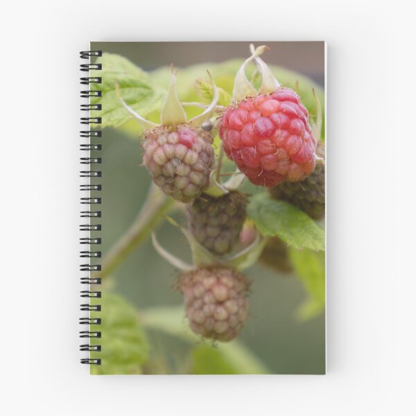 Item preview, Raspberries designed and sold by Calidris Fotografie Steffi & Ben Köppler.