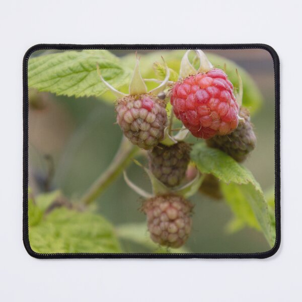 Item preview, Raspberries designed and sold by Calidris Fotografie Steffi & Ben Köppler.