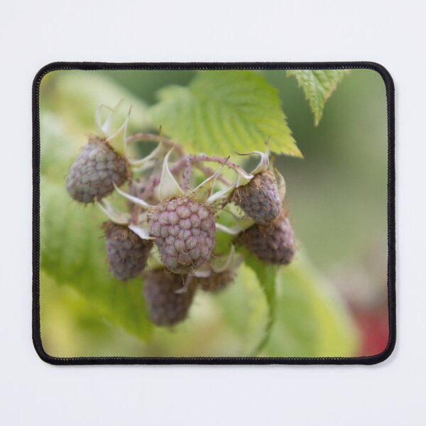 Item preview, Raspberries designed and sold by Calidris Fotografie Steffi & Ben Köppler.