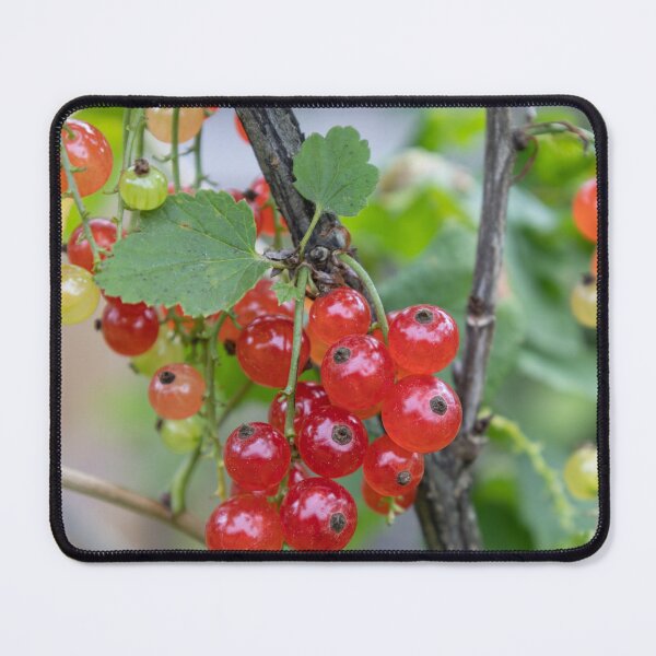 Item preview, Red Currants designed and sold by Calidris Fotografie Steffi & Ben Köppler.