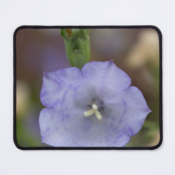 Item preview, Peach-leaved Bellflower designed and sold by Calidris Fotografie Steffi & Ben Köppler.