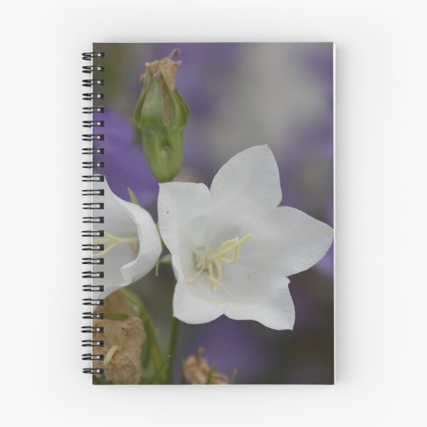 Item preview, White Peach-leaved Bellflower designed and sold by Calidris Fotografie Steffi & Ben Köppler.