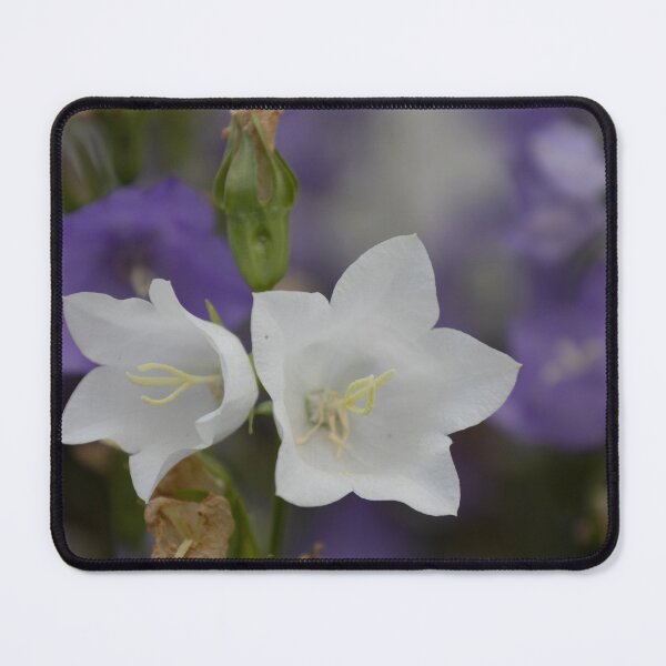 Item preview, White Peach-leaved Bellflower designed and sold by Calidris Fotografie Steffi & Ben Köppler.