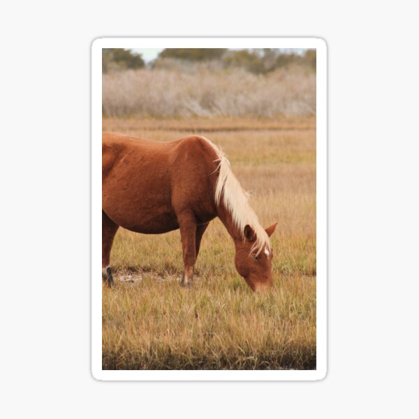 Item preview, Chincoteague pony fall 2023 designed and sold by katiezaz25.