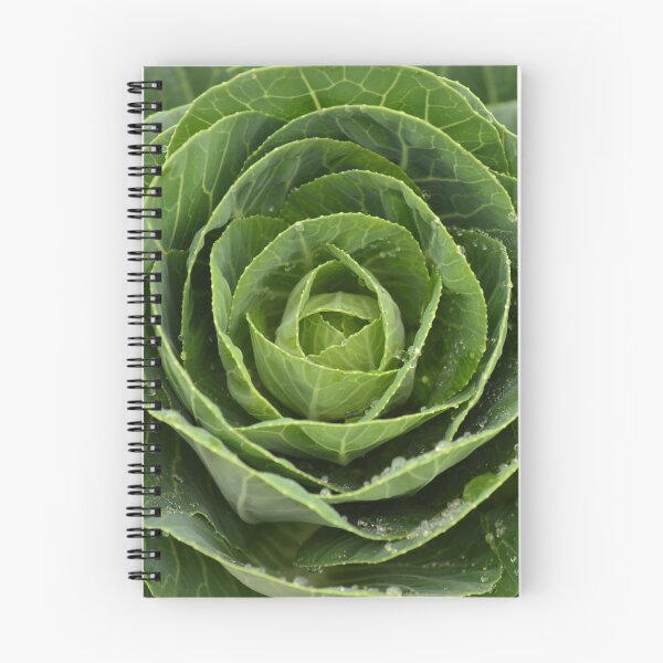 Item preview, Cabbage designed and sold by GasconyPassion.