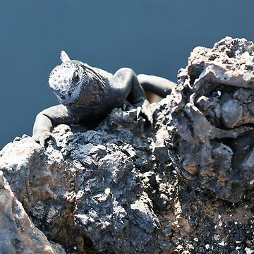 Artwork thumbnail, Galapagos marine iguana by S Carr