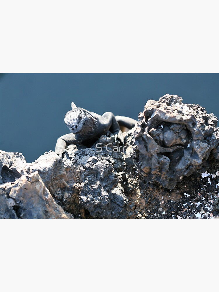 Thumbnail 3 of 3, Sticker, Galapagos marine iguana designed and sold by EltonCarr.