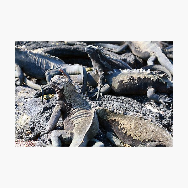 Community the marine iguana way Photographic Print