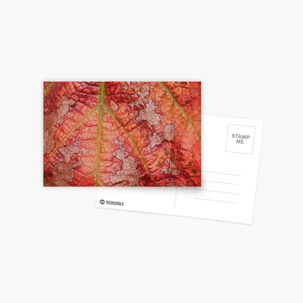 Item preview, Postcard designed and sold by EltonCarr.