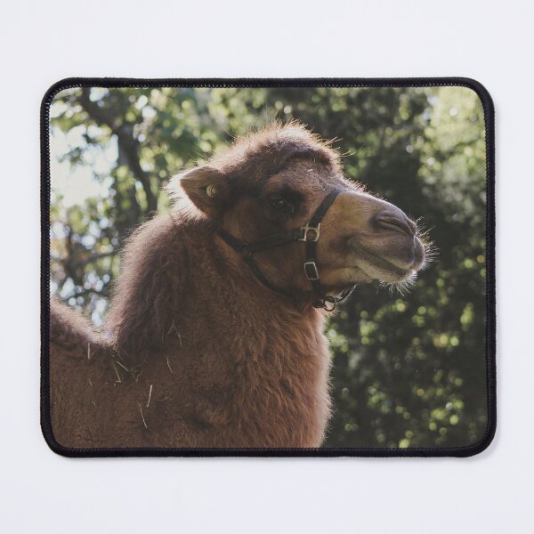 Item preview, Bactrian camel designed and sold by brookecabin.