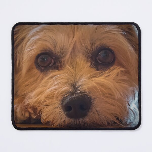 Item preview, Daisy designed and sold by Viv Thompson Photography .