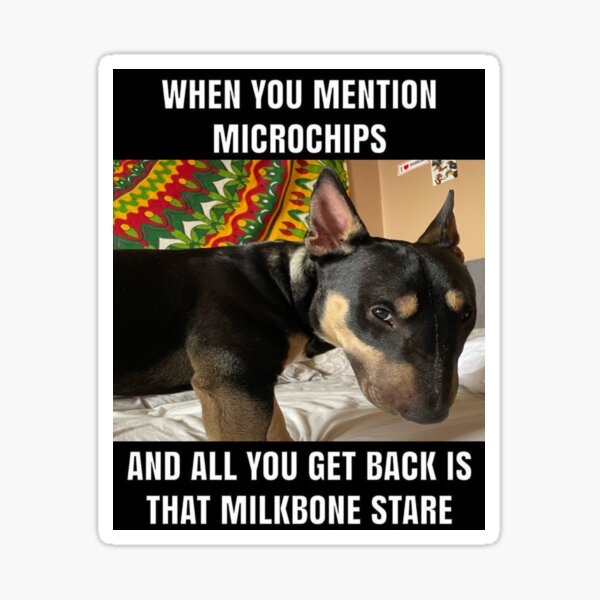 Item preview, saber milkbone stare designed and sold by saberpaw.