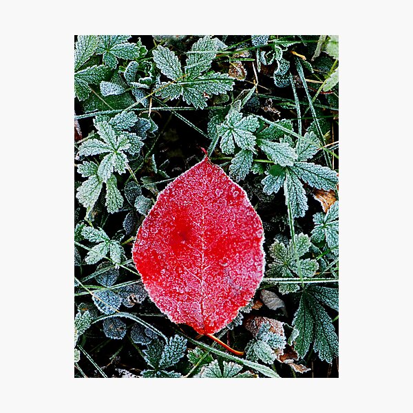 Red Photographic Print