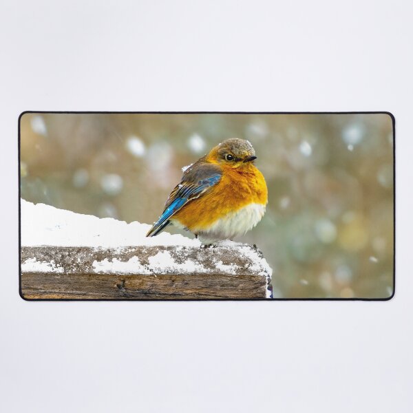 Artikelvorschau, Ostdrossel im Schnee - Originalfoto entworfen und verkauft von alpendesigns.