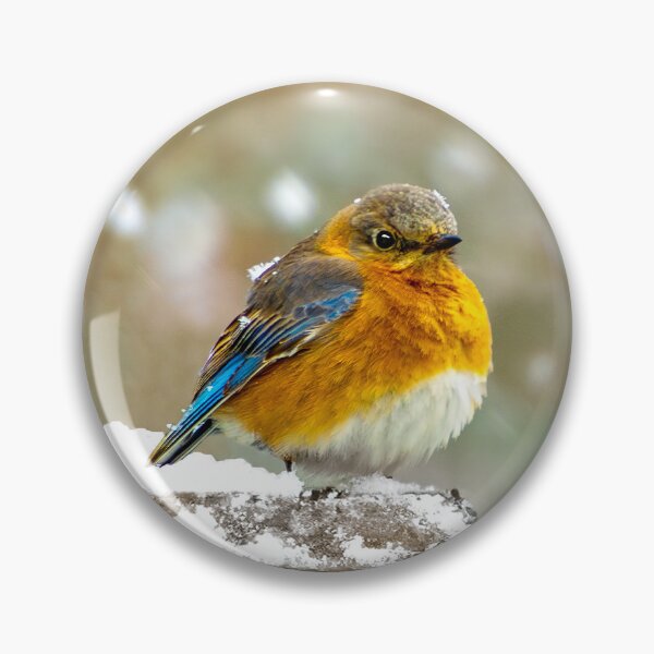 Artikelvorschau, Ostdrossel im Schnee - Originalfoto entworfen und verkauft von alpendesigns.
