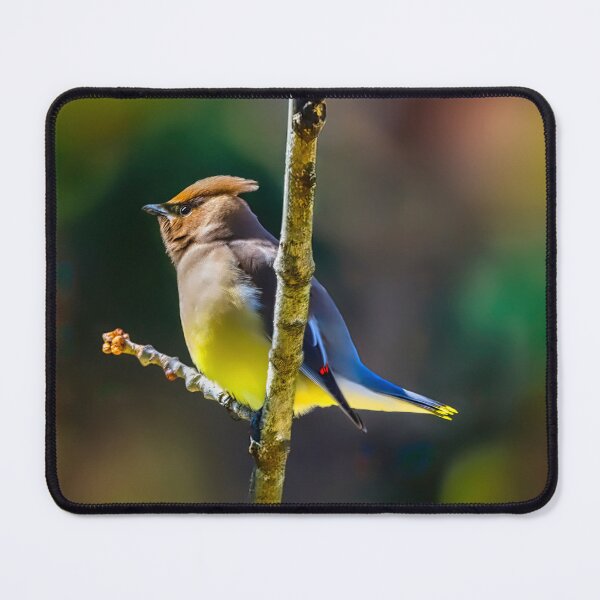 Item preview, Cedar Waxwing - Original Photograph designed and sold by alpendesigns.