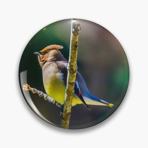 Item preview, Cedar Waxwing - Original Photograph designed and sold by alpendesigns.