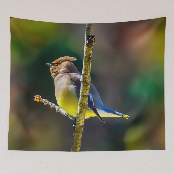 Item preview, Cedar Waxwing - Original Photograph designed and sold by alpendesigns.