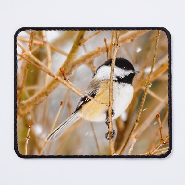 Item preview, Black-Capped Chickadee - Original Photograph designed and sold by alpendesigns.