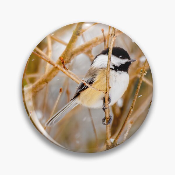 Item preview, Black-Capped Chickadee - Original Photograph designed and sold by alpendesigns.