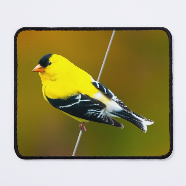 Item preview, American Goldfinch - Original Photograph designed and sold by alpendesigns.