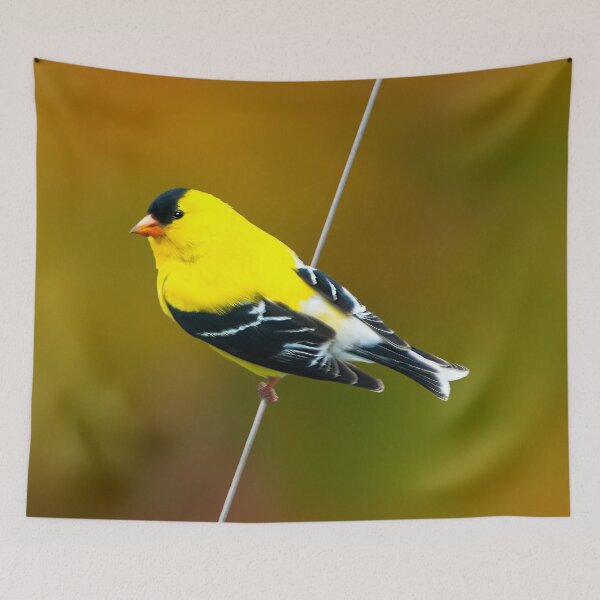 Item preview, American Goldfinch - Original Photograph designed and sold by alpendesigns.