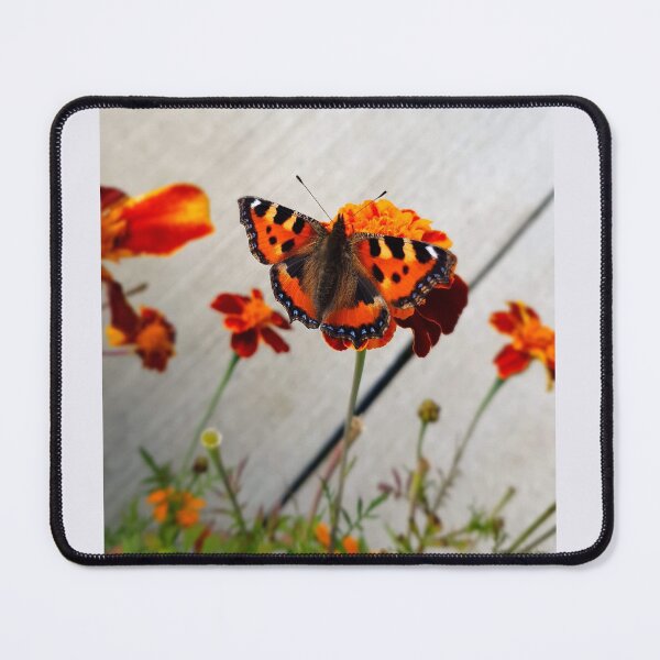 Item preview, Butterfly on Grey designed and sold by ellie-irl.