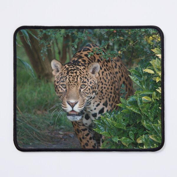 Item preview, Beautiful Male Leopard 2 Critically Endangered designed and sold by francophotos.