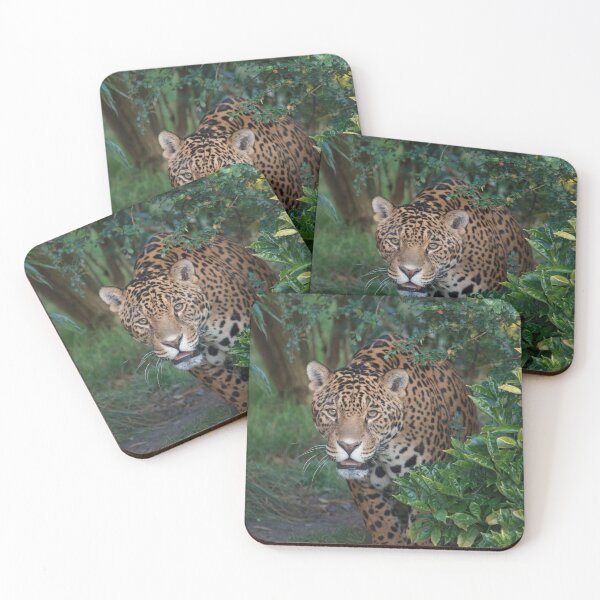 Item preview, Beautiful Male Leopard 2 Critically Endangered designed and sold by francophotos.