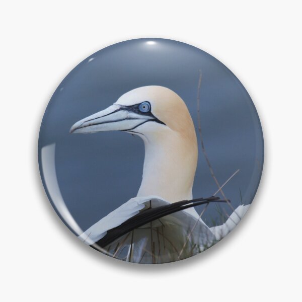 Item preview, Wild Gannet 2 Yorkshire UK  designed and sold by francophotos.