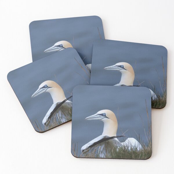 Item preview, Wild Gannet 2 Yorkshire UK  designed and sold by francophotos.