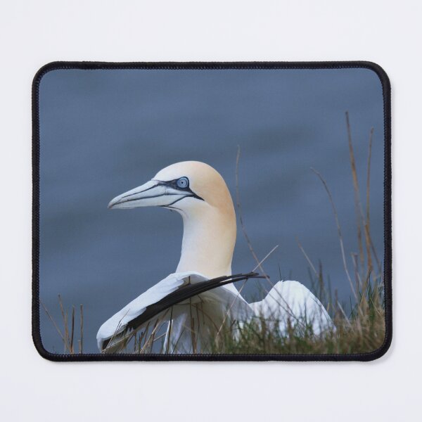 Item preview, Wild Gannet 2 Yorkshire UK  designed and sold by francophotos.