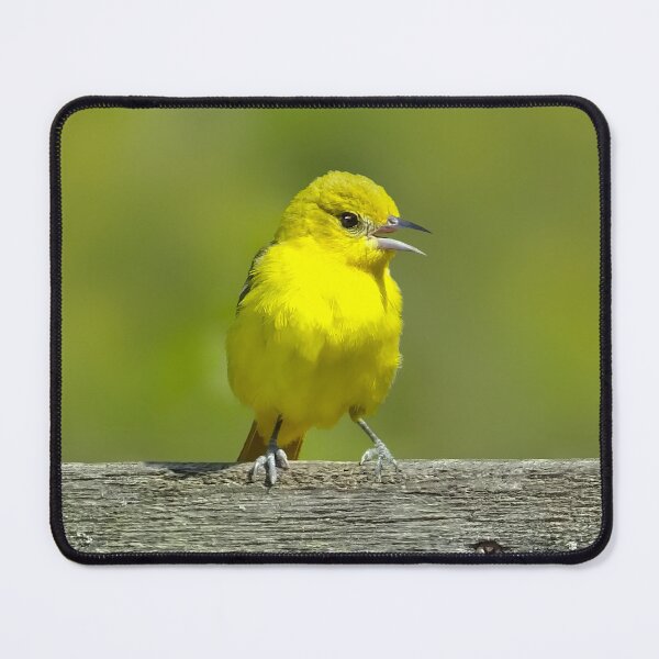 Item preview, Orchard Oriole - Original Photograph designed and sold by alpendesigns.