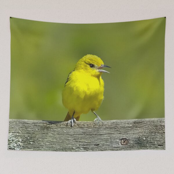 Item preview, Orchard Oriole - Original Photograph designed and sold by alpendesigns.