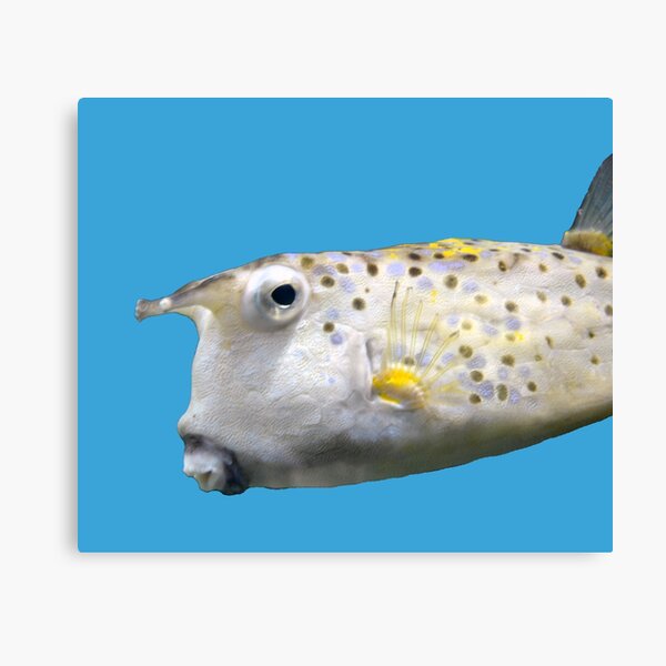 Cowfish Canvas Print