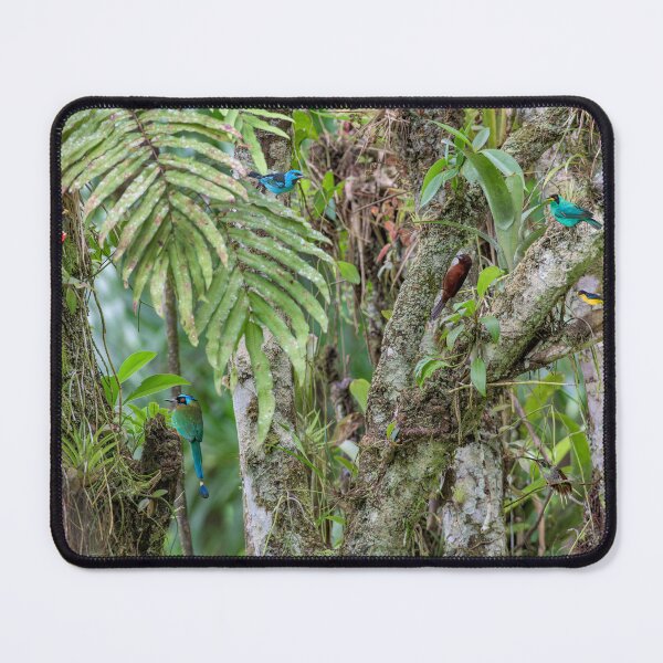 Item preview, Birds in the Forest designed and sold by Rachel Lee Young - Land of the Hummingbird.