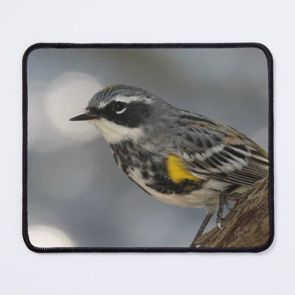 Item preview, Yellow Warbler Photo designed and sold by TheAnimalZ00.