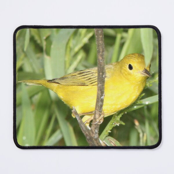 Item preview, Yellow Warbler  designed and sold by TheAnimalZ00.