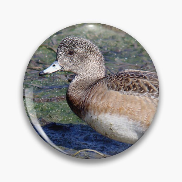 Item preview, American Wigeon designed and sold by TheAnimalZ00.
