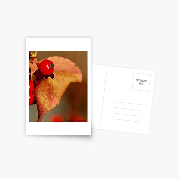 Autumn Harvest Postcard