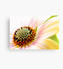 Light flower Canvas Print