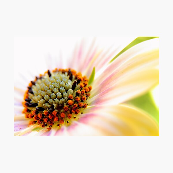 Light flower Photographic Print